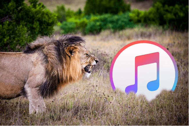 Problèmes iTunes